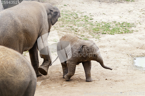 Image of Elephants