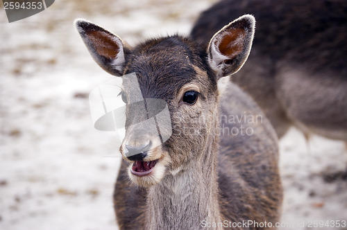 Image of Fallow deer