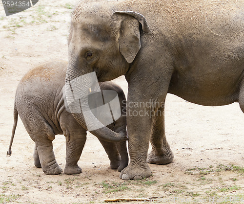 Image of Elephants