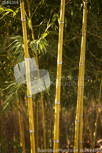 Image of Bamboo