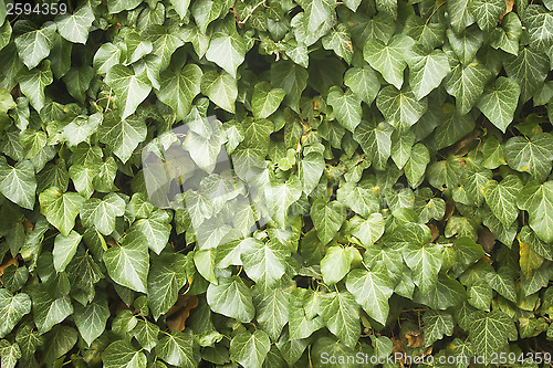 Image of Leaves texture