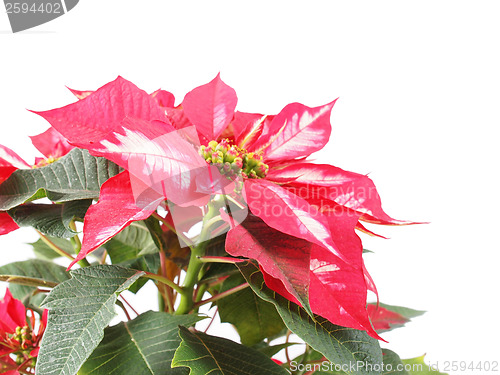 Image of Poinsettia