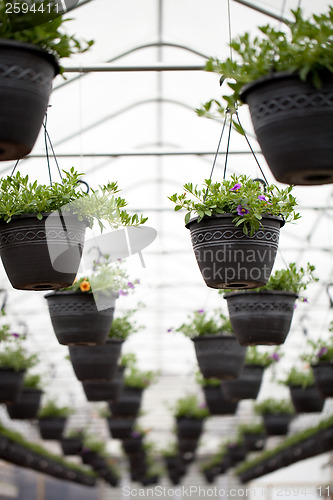 Image of Nursery Hanging Flowers Pots