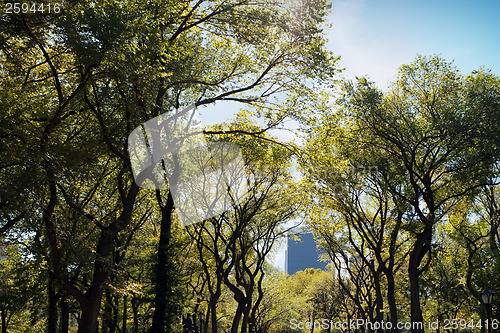Image of NYC Central Park Trees