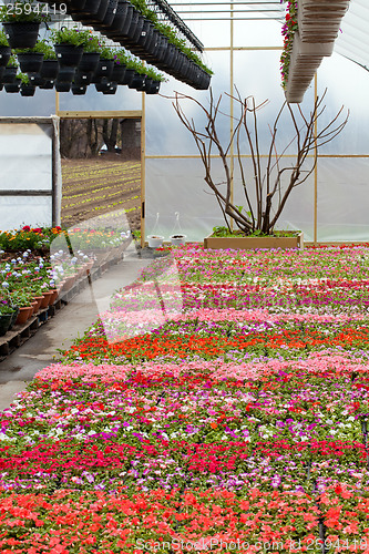 Image of Greenhouse Nursery with Flowers