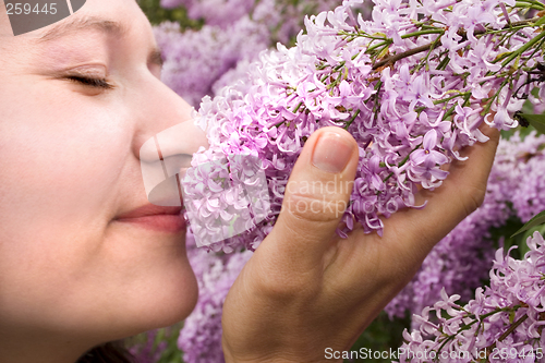 Image of Stop and Smell the Lilacs