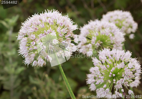 Image of View beautiful of Onion flower stalks. Closeup