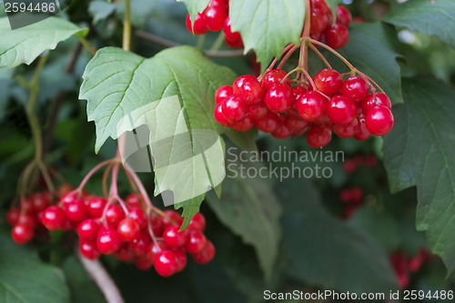 Image of Scarlet berries viburnum on branches among foliage