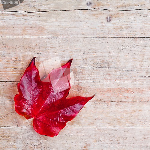 Image of red autumn leaf 
