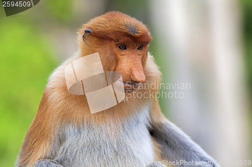 Image of Proboscis monkey