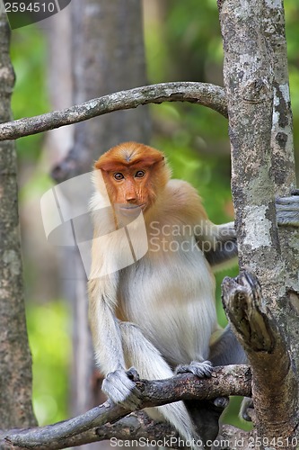 Image of Proboscis monkey