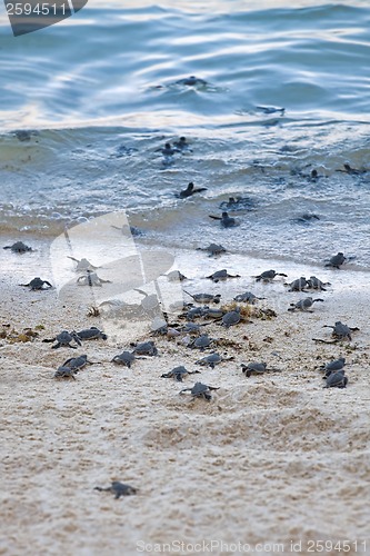 Image of Turtle Hatchlings