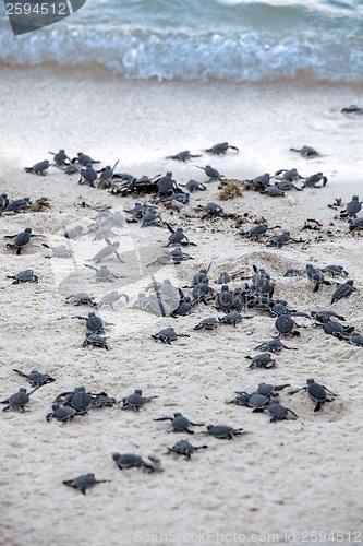 Image of Turtle Hatchlings