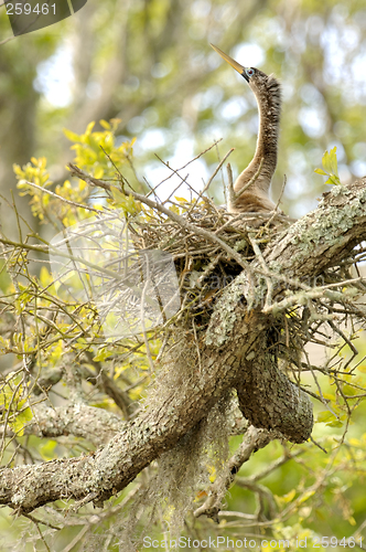 Image of Anhinga female on nest. Amelia Island, Florida