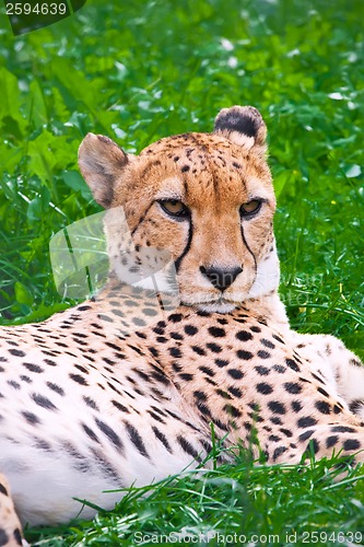 Image of Cheetah