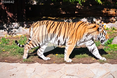 Image of Tiger
