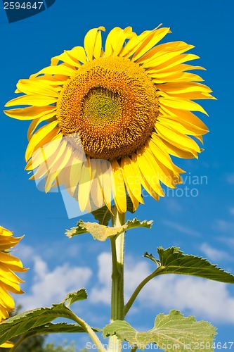 Image of Sunflower