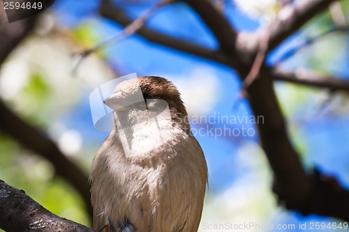 Image of Sparrow