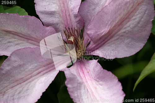 Image of clematis