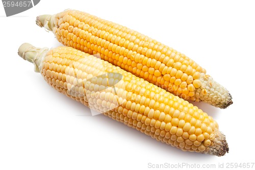 Image of Corn