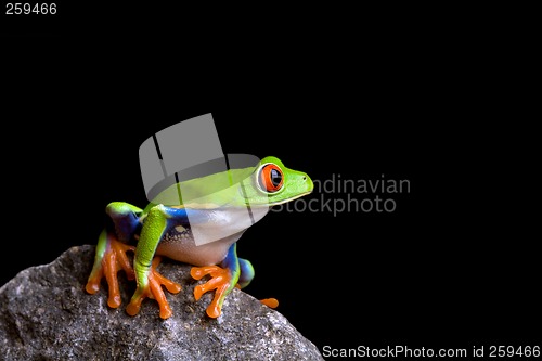 Image of frog on rock