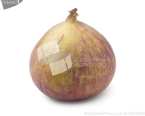 Image of Fig