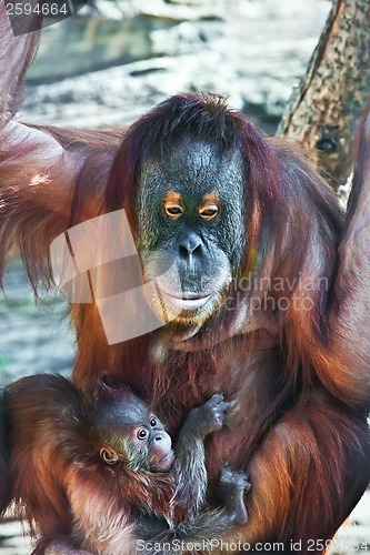 Image of Orangutan