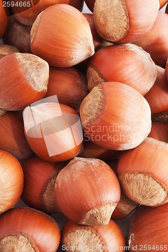 Image of Hazelnuts or filbert