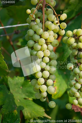 Image of Grapes