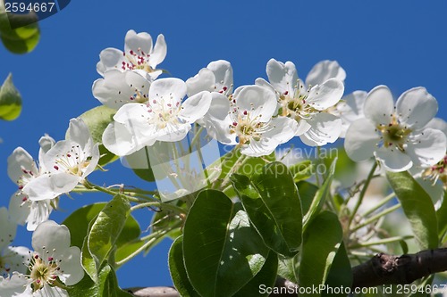 Image of Apple flowers