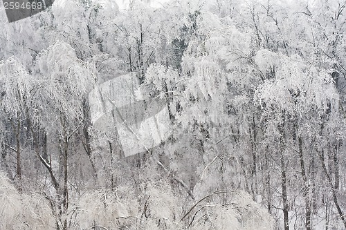 Image of Winter forest