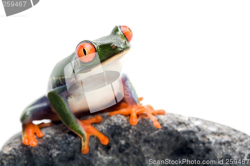 Image of frog closeup on white