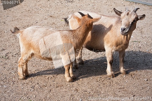 Image of Goats