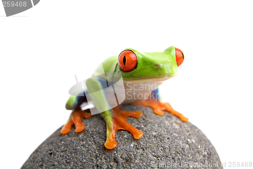 Image of frog on rock
