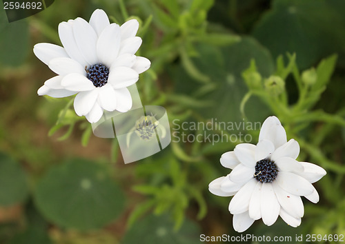 Image of White marguerites flowers in the summer garden