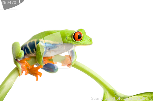 Image of frog on stem isolated