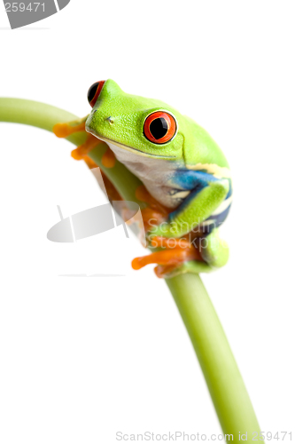 Image of red-eyed tree frog