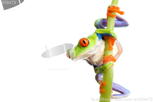 Image of frog climbing