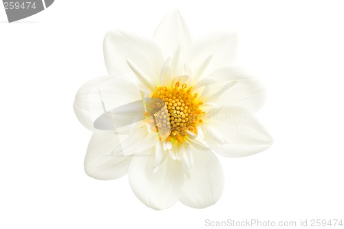 Image of dahlia closeup isolated