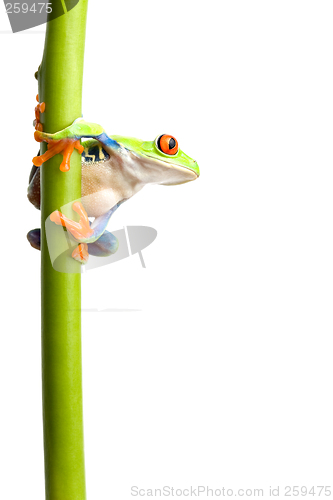 Image of frog on plant stem isolated