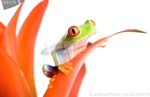 Image of frog on a plant