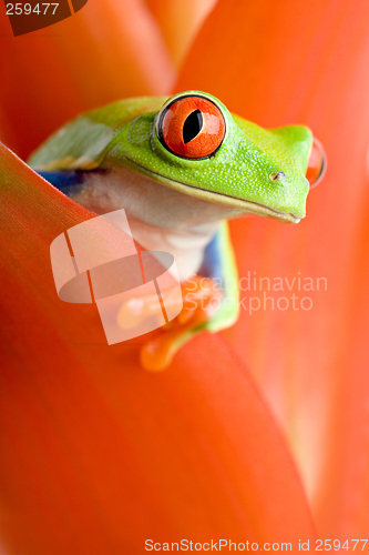 Image of frog in a plant