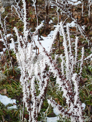 Image of Winter