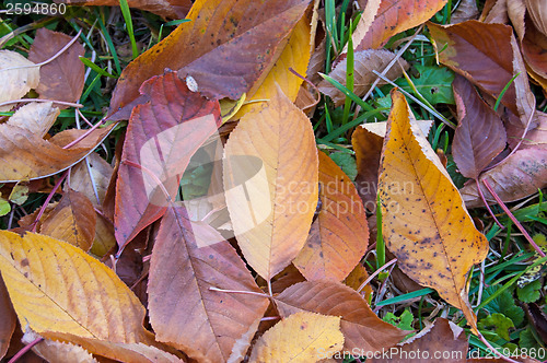 Image of Autumn in Garden