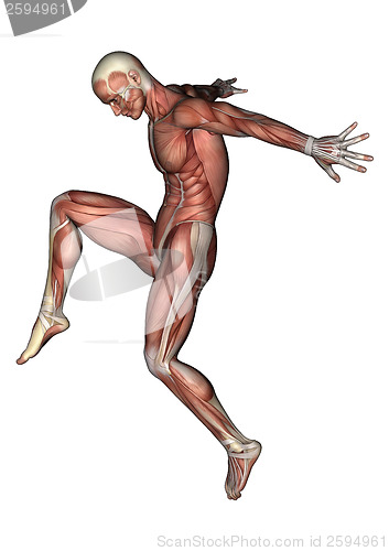 Image of Male Anatomy Figure