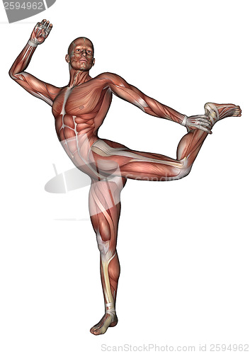 Image of Male Anatomy Figure