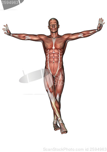 Image of Male Anatomy Figure