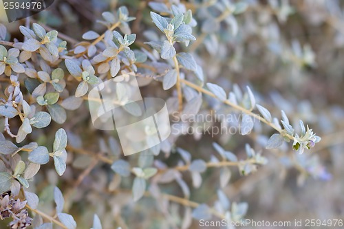 Image of grey leaves