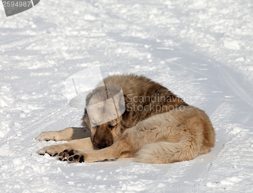 Image of Dog sleeping on ski slope