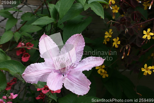 Image of clematis